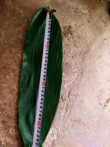 Vente en gros Feuilles de bambou naturelles séchées Feuille verte pour la fabrication de gâteaux - Product Image 5