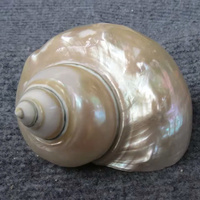 Grandes coquilles de conque naturelles, corail poli et étoile de mer naturelle