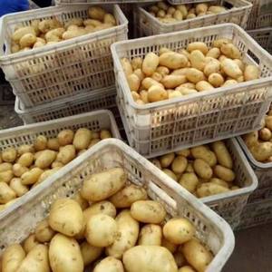 Légumes frais les plus vendus, pommes de terre personnalisées en gros, prix compétitif disponible - Product Image 2