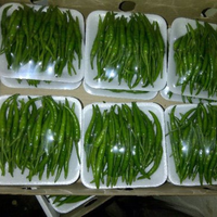 BULK WHOLESALE PRICE GREEN CHILI GREEN CHILLI PEPPER RED CHILLI for CONDIMENTS FROM EXPAD VIETNAM