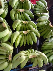 Hot Selling for <b>Fresh</b> <b>Banana</b> Slices From Vigifarm Daily Using, Beverages, Medicine, Cosmetics - Product Image 2