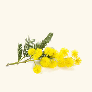 Loción Corporal 100% Pura de Aceite Esencial de Mimosa, Hidratante, Iluminadora, Reafirmante y Nutritiva, con Ingredientes Herbales y Florales, Muestra Gratis - Product Image 1