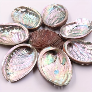 เปลือกหอยเป๋าฮื้อหลากหลายชนิด คอลเลคชั่นเฮเลน เปลือกหอยทะเลธรรมชาติ เปลือกหอยเป๋าฮื้อขนาดใหญ่ ขายส่งราคาดีที่สุด - Product Image 5