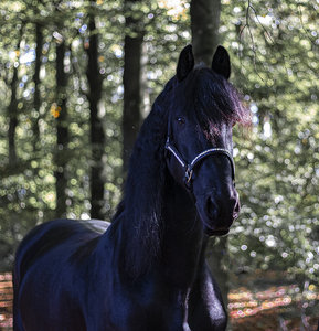 Arc-en-ciel Bling Cheval Équestre Halter À La Mode Camouflage Pliable En Cuir Noir Élégant Cheval Accessoire - Product Image 6