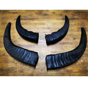 Cuerno Natural de Búfalo Pulido, Material Artesanal para Asas de Cuchillos, Tazas y Decoración, Mejor Calidad, Precio al por Mayor - Product Image 2