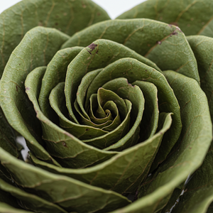 Hojas de Guanábana de hierbas de alta calidad, de origen natural y económico - Product Image 6