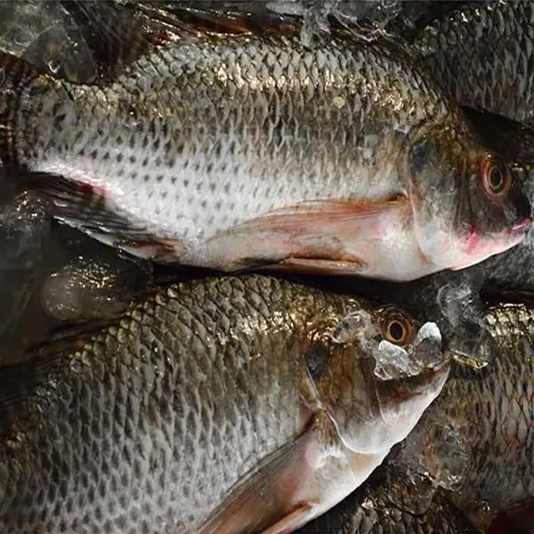 Hot Sale Seafood Tilapia Fish 500-800g