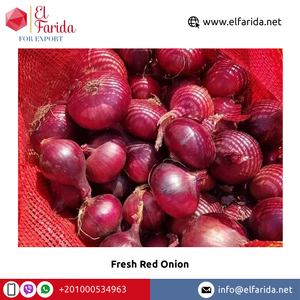 Egypt Factory Priced New Crop <b>Fresh</b> Red <b>Onions</b> High Quality Delicious Produce Exporter Hot Selling <b>Fresh</b> Vegetables - Product Image 4