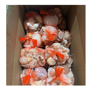 เปลือกหอยธรรมชาติแท้ที่มีสีสันสดใสและการตกแต่งแบบพรีเมี่ยมเหมาะสำหรับงานหัตถกรรมและการตกแต่ง - Product Image 5