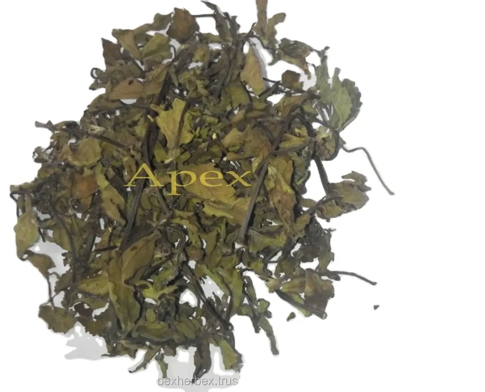 Fornecedor a granel de folhas de chá natural de qualidade verde Ortosiphon Stemineus da Índia