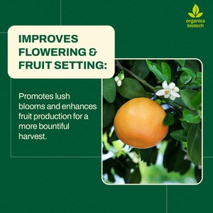 Cultivo Crecimiento Bio Fertilizante-Tomate - Product Image 2