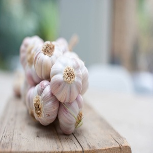 Ail frais pelé de qualité à prix de gros - Product Image 1