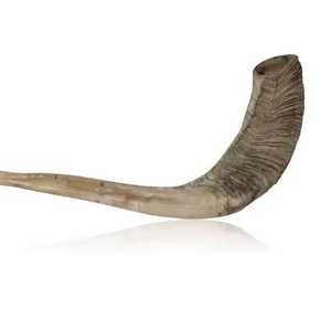 Corne naturelle Shofar pour souffler la décoration de vacances Corne de bélier polie casher Style animal écologique - Product Image 1
