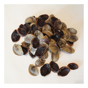 Opercule de coquillage naturel, coquille marine pour la fabrication de bijoux, les travaux manuels et les projets d'art décoratif - Product Image 4