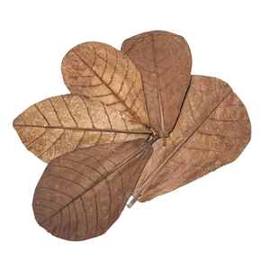 Hojas secas naturales de Catappa árbol de almendra indio 24 por paquete 10 cm/3,93 "pH equilibrador acuario mascota Material plástico limpieza - Product Image 1
