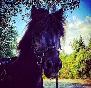 Licol de cheval en cuir véritable noir avec bandeau de nez rembourré et licou de cou accessoires en nylon de style occidental - Product Image 3