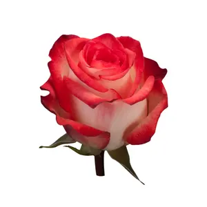 Vertrauens würdiger Großhandels lieferant von Rose Variety Blush Ecuador Farm Frische lange Stiel blume für Hochzeit