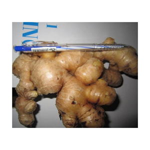 Vietnam suppliers offer <b>fresh</b> <b>ginger</b> cleaned and ready bulk <b>fresh</b> <b>ginger</b> perfect for shipping export <b>fresh</b> <b>ginger</b> offered - Product Image 4