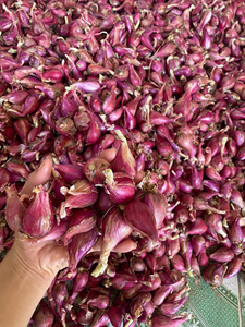 หอมแดงแช่แข็งของเวียดนาม | เทคโนโลยี iqf | บรรจุภัณฑ์จำนวนมาก - Product Image 5