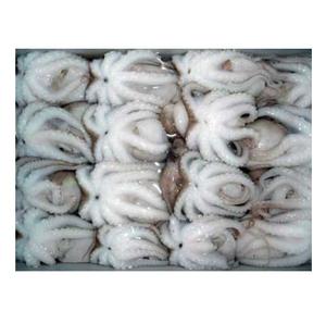 Pulpo Bebé Congelado IQF Origen Portugal 10KG Caja 2 Años de Vida Útil Venta al por Mayor Mejor Precio Proveedor - Product Image 1