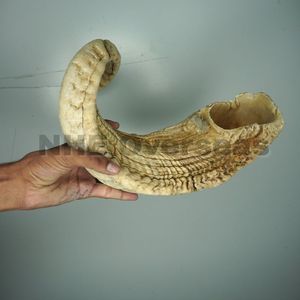 Le chien en corne de bélier naturel de qualité supérieure mâche des friandises sûres nutritives de longue durée favorisant la force dentaire des gencives saines et des canines heureuses - Product Image 4