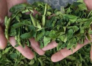 Hoja de lima de alta demanda para condimentar la cocina asiática, suministrada a granel para restaurantes, fabricantes de alimentos y mercados de exportación. - Product Image 3