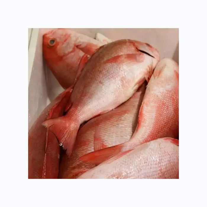 냉동 최고 품질 블랙 해미 물고기 개별 냉동 냉동 최고 품질 미국에서 블랙 해미 물고기 도미 물고기