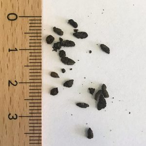 Excrementos de murciélago, guano que produce estiércol de murciélago orgánico de alta calidad de Vietnam ANGEL - Product Image 5