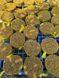 อบเชยคัสเซียคุณภาพส่งออกจากเวียดนาม พรีเมียม เยนไบ คัสเซีย แห้งอย่างดี ติดต่อคุณลูซี่ (+84 865 216 698) - Product Image 5