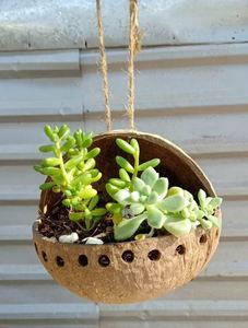 กระถางต้นไม้ทำจากกะลามะพร้าวย่อยสลายได้ตามธรรมชาติจากเวียดนาม Eco2go - Product Image 3