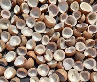 HARGA GROSIR KOPRA KELAPA KERING DI BAWAH SINAR MATAHARI