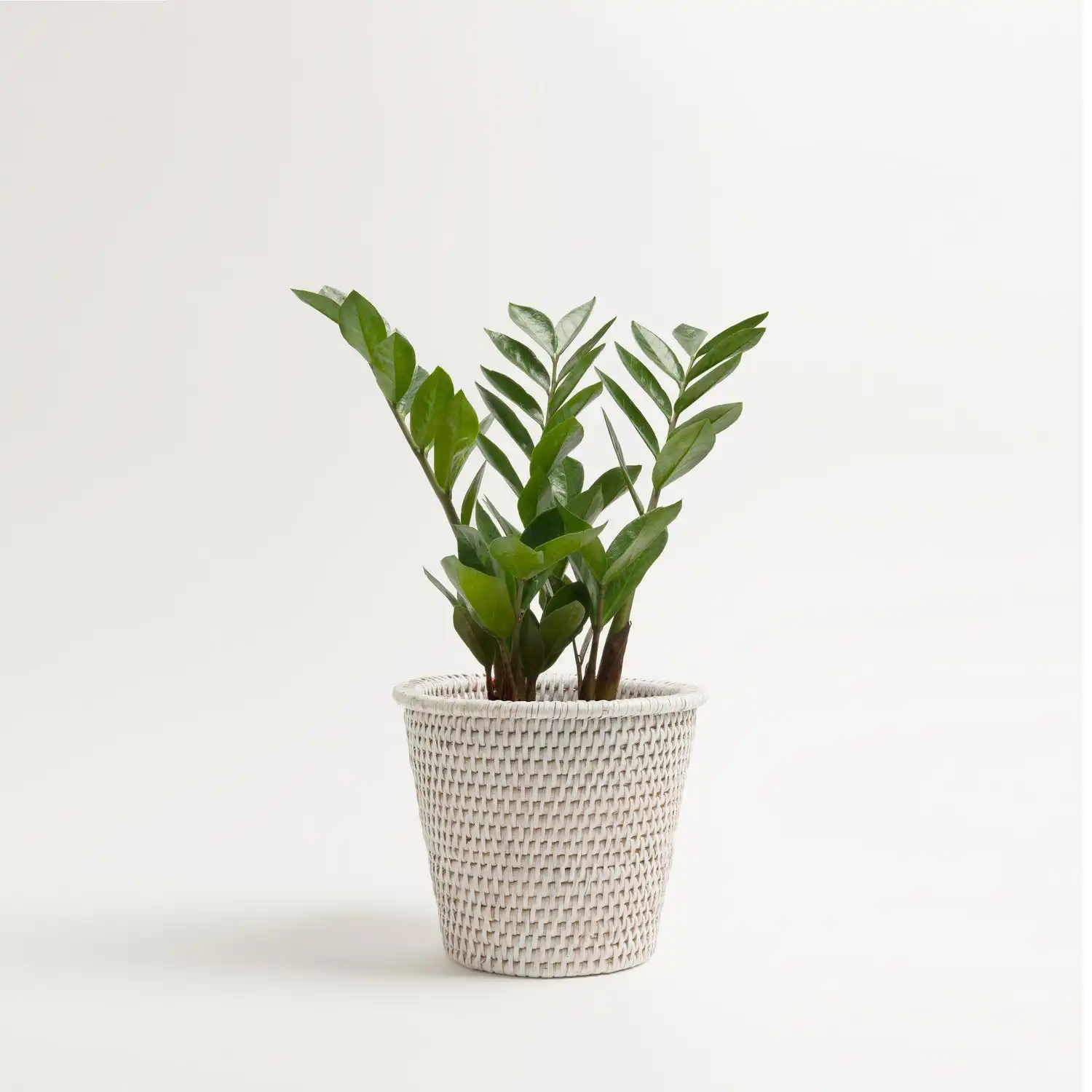 New latest design white natural rattan planter pot basket garden accessories wholesale wicker planters pots best gifts