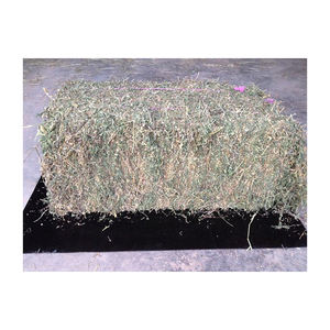 Heno de pasto Rhodes de alta calidad disponible en grandes cantidades para suministro a granel - Product Image 1