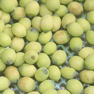 Soft and <b>Sweet</b> Fresh Lotus Seeds <b>2kg</b> Bag Vietnam Toan Tai Loc Phat Brand for Food Processing & Retail Distribution - Product Image 1