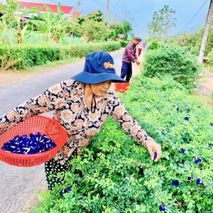 Flor de Guisante Mariposa Seca y Polvo Ultrafino de Flor de Guisante Mariposa para Bebidas, Suministro de Fábrica, Sudeste Asiático - Product Image 2