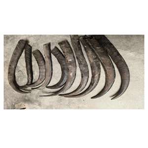 Punta de Cuerno de Búfalo Natural - Diseño Moderno Hecho a Mano Ecológico, Tamaño y Forma Personalizados, Color Natural para Decoraciones de Bodas y Festividades - Product Image 1