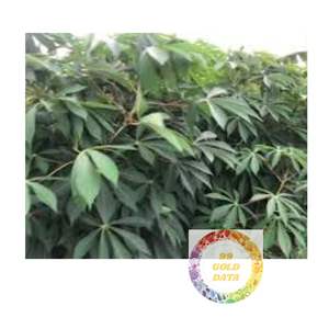 ใบมันสำปะหลังบดแช่แข็งส่งโดยตรงจากโรงงานเวียดนามพร้อมคุณภาพส่งออกที่เชื่อถือได้ - Product Image 3