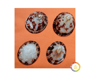 Venta al por mayor de joyería de concha de Lapa decorativa ecológica hecha a mano artesanías naturales de Vietnam para fiestas - Product Image 4