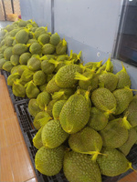 Premium kwaliteit gedroogde verse durianpulp, vacuüm verpakt, biologisch, uit Vietnam, gemaakt van rijpe Monthong en Ri6, voor bulk export.