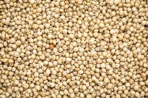 Grain de sorgho blanc biologique à vendre - Product Image 4