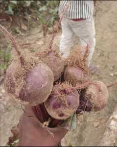 บีทรูทสดอาหารพรีเมี่ยมรากผักหวานและกรุบ - Product Image 2