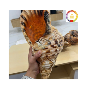 เปลือกหอยทรัมเป็ตเวียดนามที่คัดสรรมาอย่างดีสำหรับงานศิลปะผนังชายฝั่งแนวคิดการตกแต่งเชิงนิเวศและการออกแบบการแสดงที่ทันสมัย - Product Image 2