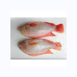 Vente en gros de poisson tilapia rouge congelé d'origine - Product Image 4