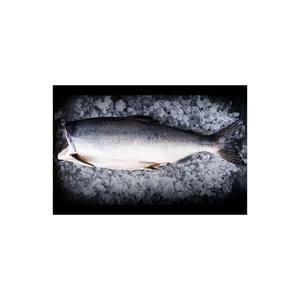 ซื้อปลาแซลมอนเต็ม7 8กก. จำนวนมากเพื่อการส่งออกและการจัดหาระหว่างประเทศ - Product Image 2