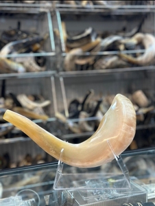 OEM High Quality Eco-Friendly Kudu Ram Horn Handcrafted Yemenite Shofar for Rosh Hashanah Kosher Natural <b>Crafts</b> Blown Kudu Horn - Product Image 5