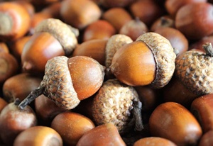 Bollos de Roble Secos de Alta Calidad, con Sabor Salado, a Granel, Cosecha Fresca para Exportación, para Distribuidores Mayoristas en Todo el Mundo - Product Image 2