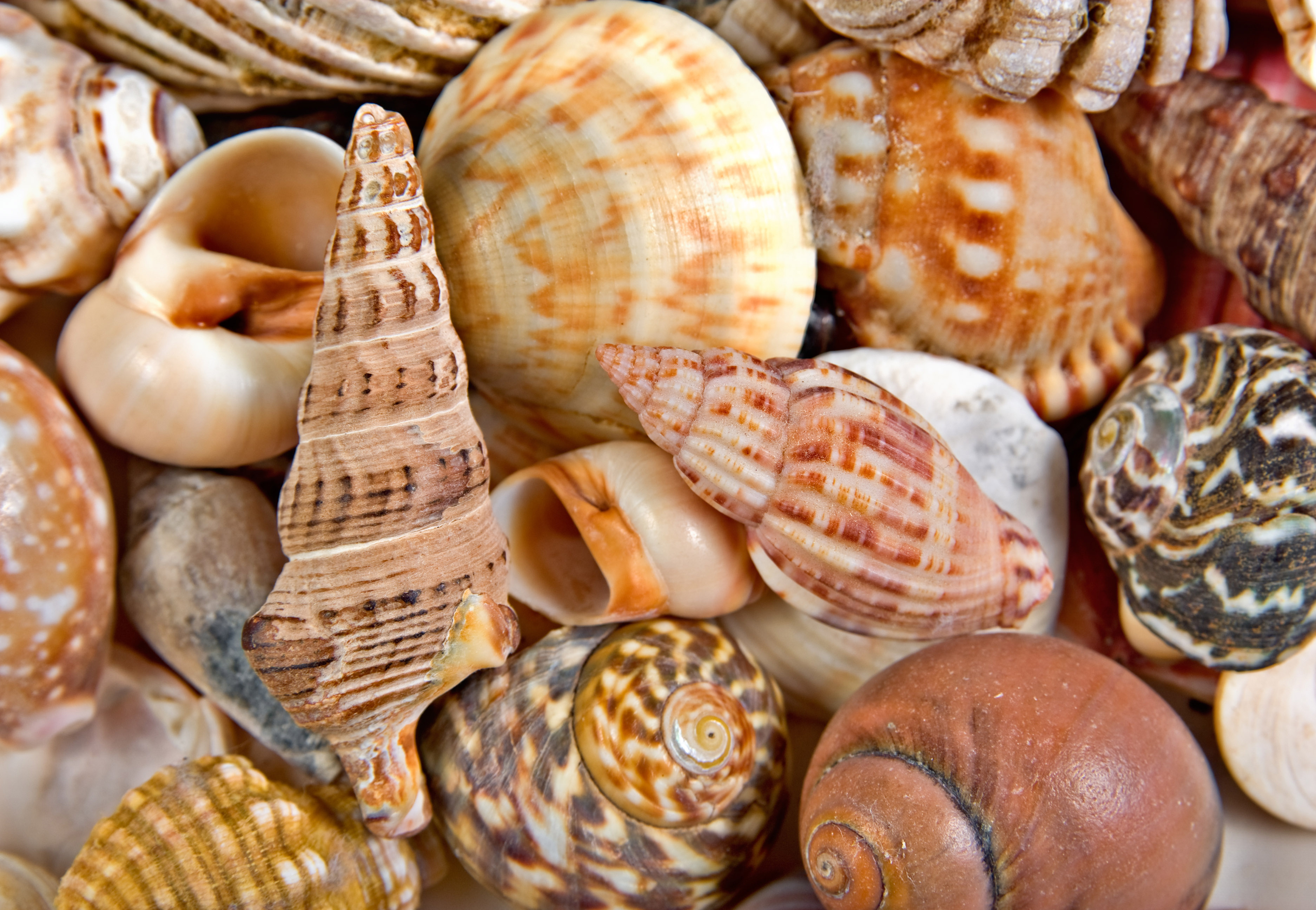 Natural Seashell Colors (White, Cream, Beige, Pink, Brown, ...)