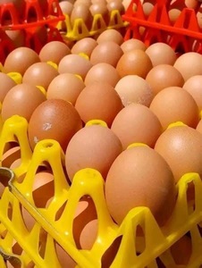 ไข่ไก่สดจากฟาร์ม ไข่ไก่สีน้ำตาล ไข่ไก่สำหรับรับประทาน จำหน่ายจำนวนมาก ไข่ไก่ธรรมชาติ ไข่ไก่สดสีขาวและสีน้ำตาล - Product Image 4