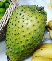 Vers Zuur Sop Fruit Vers Graviola Fruit Uit Vietnam Whatsapp 84 917 476 477