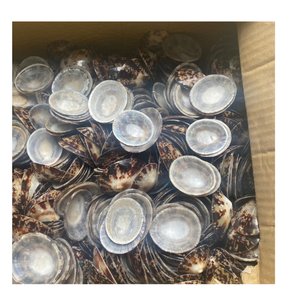 Concha de Lapa pulida, hermoso adorno marino, artículo decorativo o joyería, Concha Natural DIY, venta a granel - Product Image 1